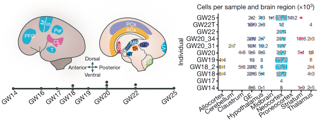 Nature | 单细胞测序绘制人类大脑皮层图谱，揭示神经发育中分子动态特征