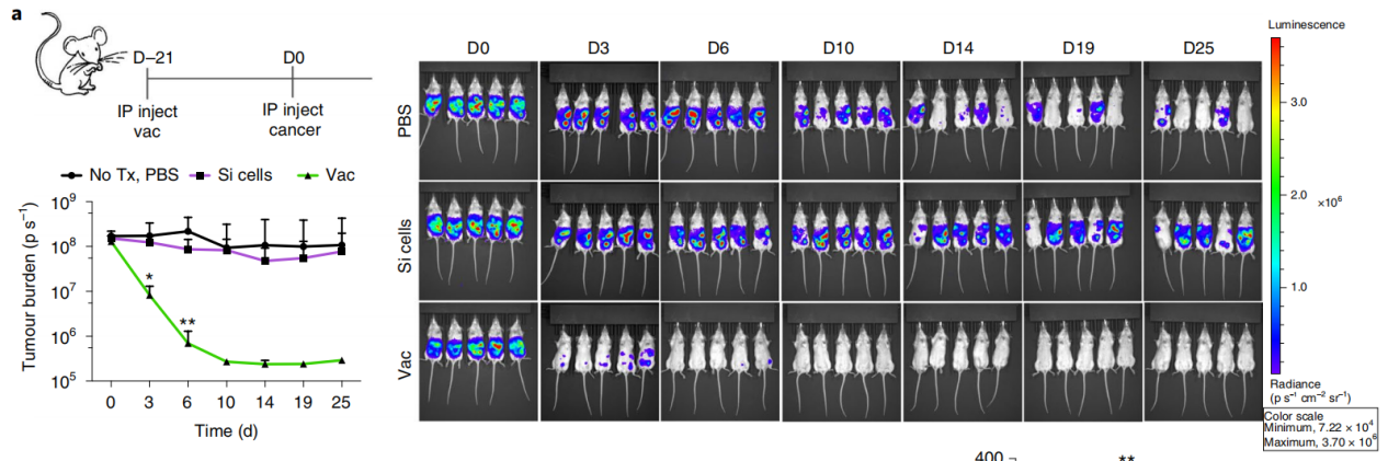 癌症疫苗重大进展！ 《nature》子刊：科学家发明通过肿瘤细胞的低温硅化来制造癌症疫苗的技术