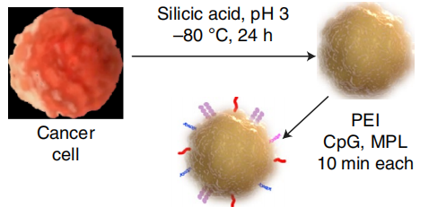癌症疫苗重大进展！ 《nature》子刊：科学家发明通过肿瘤细胞的低温硅化来制造癌症疫苗的技术