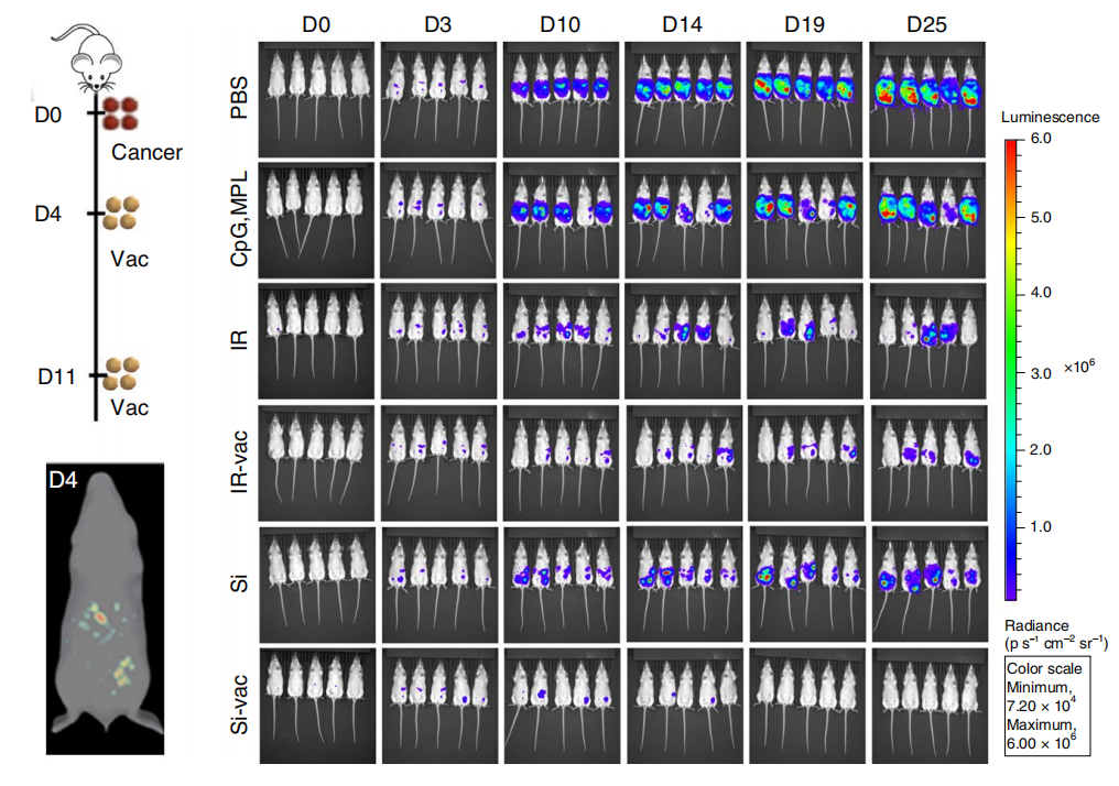 癌症疫苗重大进展！ 《nature》子刊：科学家发明通过肿瘤细胞的低温硅化来制造癌症疫苗的技术